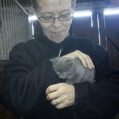 Russian Blue George