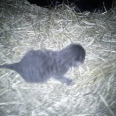 Russian Blue George