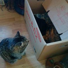 Blanding af racer Mario