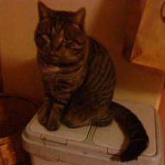 Blanding af racer Mario