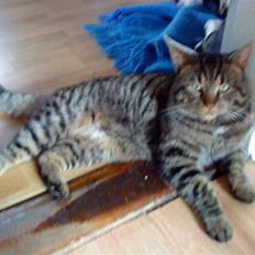 Blanding af racer Mario