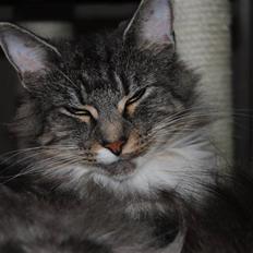 Norsk Skovkat *Cayica's Cholena Adsila