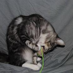 Norsk Skovkat *Cayica's Cholena Adsila