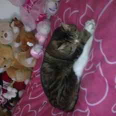 Huskat  R.I.P cæsar