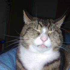 Huskat  R.I.P cæsar