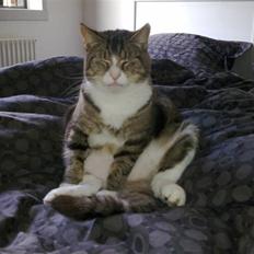 Huskat  R.I.P cæsar