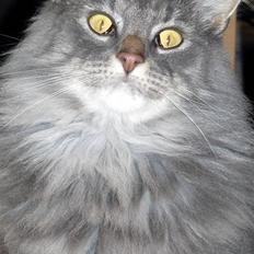 Blanding af racer Willy