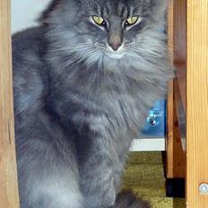 Blanding af racer Willy