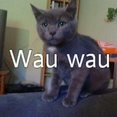 Russian Blue Wau Wau