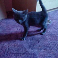 Russian Blue Wau Wau