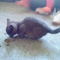 Russian Blue Wau Wau
