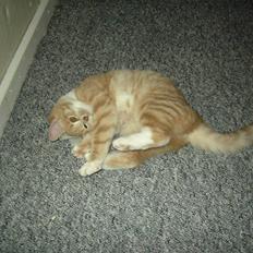 Blanding af racer Sunset 