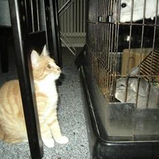 Blanding af racer Sunset 