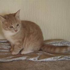 Blanding af racer Sunset 