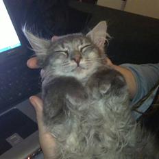 Blanding af racer Kenai