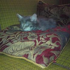 Blanding af racer Kenai