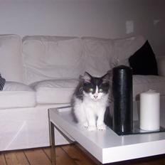 Blanding af racer Hector