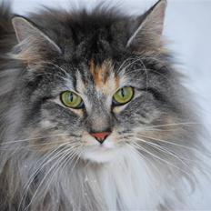 Norsk Skovkat IP DK*Cayica's Muraco Achal