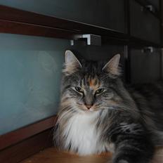 Norsk Skovkat IP DK*Cayica's Muraco Achal