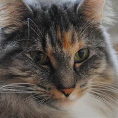 Norsk Skovkat IP DK*Cayica's Muraco Achal