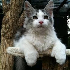 Maine Coon ozzie