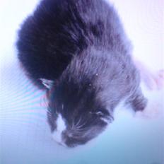 Huskat Thor Thunderpaw