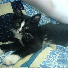 Huskat Thor Thunderpaw