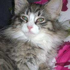 Norsk Skovkat CocoKnurhår Felis Jubatus