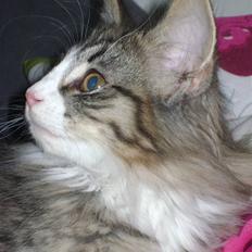 Norsk Skovkat CocoKnurhår Felis Jubatus