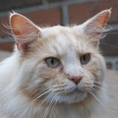 Maine Coon Dakota