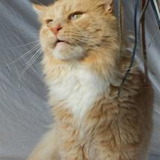 Maine Coon Dakota