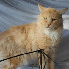 Maine Coon Dakota