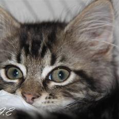 Blanding af racer Hilde