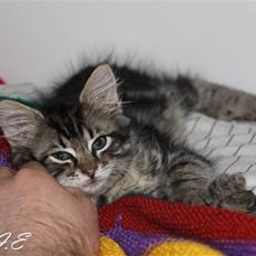 Blanding af racer Hilde