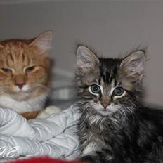 Blanding af racer Hilde