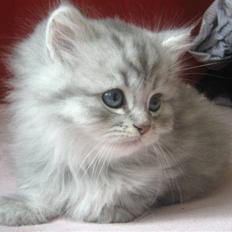 Blanding af racer Pelle