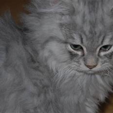 Blanding af racer Pelle