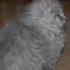 Blanding af racer Pelle