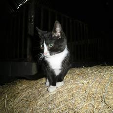 Blanding af racer Vinters Donnatella