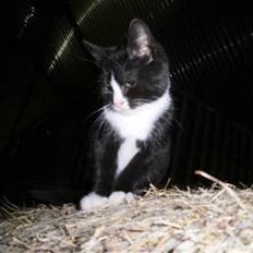 Blanding af racer Vinters Donnatella