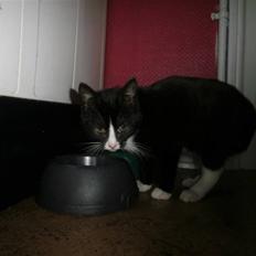 Blanding af racer Vinters Donnatella