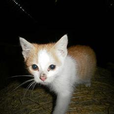 Blanding af racer Mio <3 Drømmekatten<3