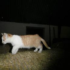 Blanding af racer Mio <3 Drømmekatten<3