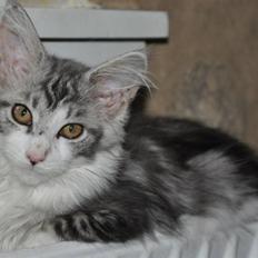 Maine Coon Lovely coons Dakota