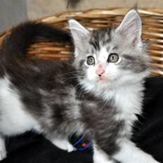 Maine Coon Lovely coons Dakota