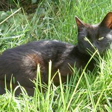 Blanding af racer Vinters Missemor *R.I.P*