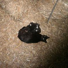 Blanding af racer Vinters Missemor *R.I.P*