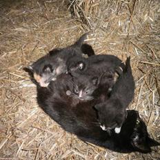 Blanding af racer Vinters Missemor *R.I.P*