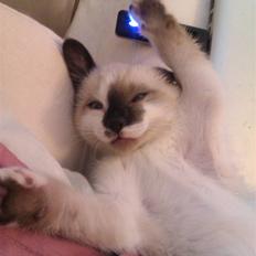 Blanding af racer Loui