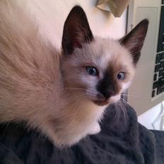 Blanding af racer Loui